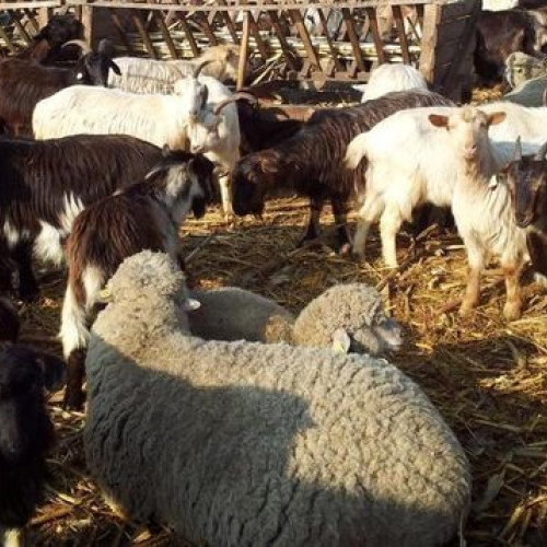 Acordare de sprijin financiar pentru fermierii din Botoșani