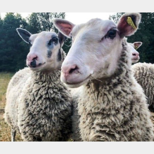 Confirmare a unui focar de pestă a micilor rumegătoare în Bihor