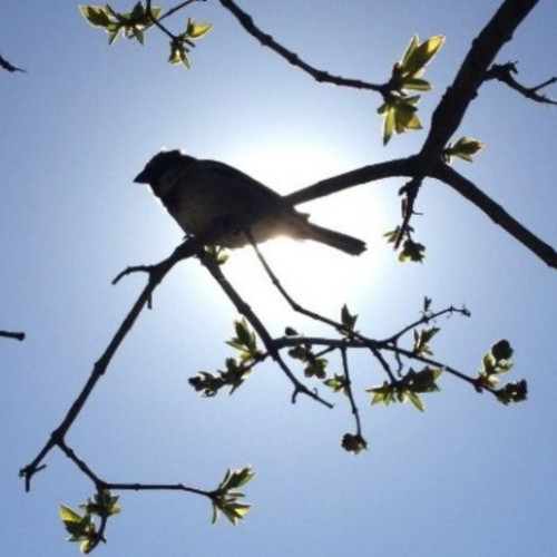 Temperaturi mai ridicate pe întreg teritoriul României în următoarele săptămâni