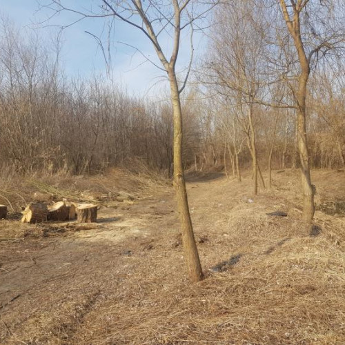 Cetățean din Cluj-Napoca avertizează despre tăieri ilegale în Parcul Est