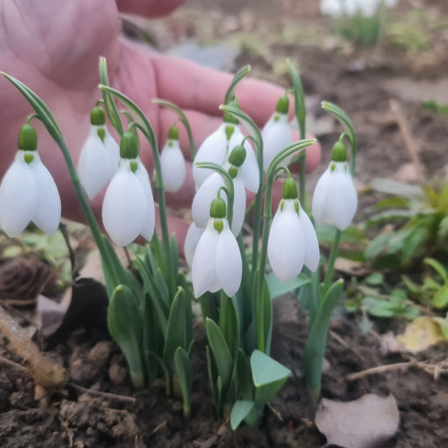 Prognoza meteo pentru perioada 11 martie - 7 aprilie 2025