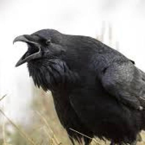 Locuitorii din Cluj cer soluții pentru problema ciorilor