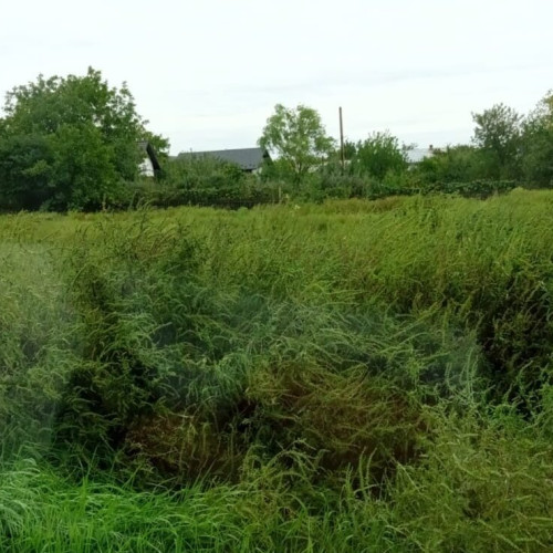 Proprietarii de terenuri sunt obligați să distrugă ambrozia, avertizează Primăria Botoșani