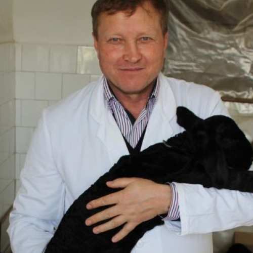 Prețul cărnii de miel rămâne stabil de Paște