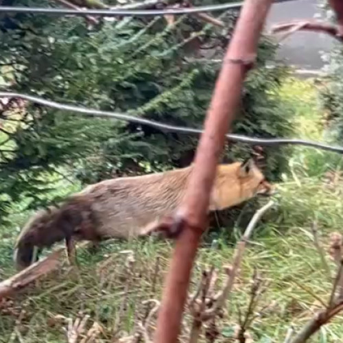 Activistii pentru protectia animalelor din Cluj critica planul de gestionare a animalelor salbatice