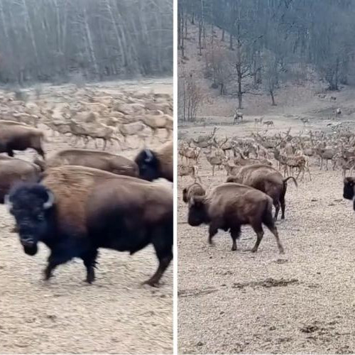 Turma de bizoni și cerbi filmată în Recea Cristur