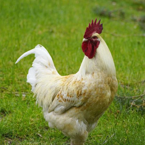 Cocosul vecinilor deranjează o familie din Cluj