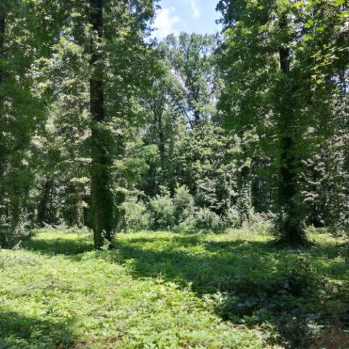 Prognoza meteo pentru București: Vreme caldă și furtuni posibile