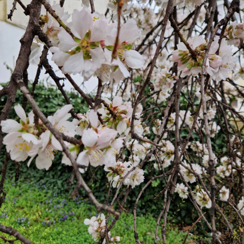 Primăvara s-a instalat la Galați, dar pomii fructiferi au de suferit