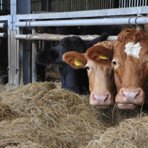 Autoritățile din Galați anunță controale peste fermele de animale