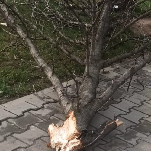 Arbore doborât de vânt a provocat o tragedie în comuna Naruja