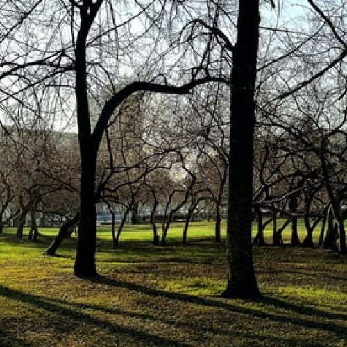 Primăria Capitalei monitorizează sănătatea arborilor cu echipamente moderne