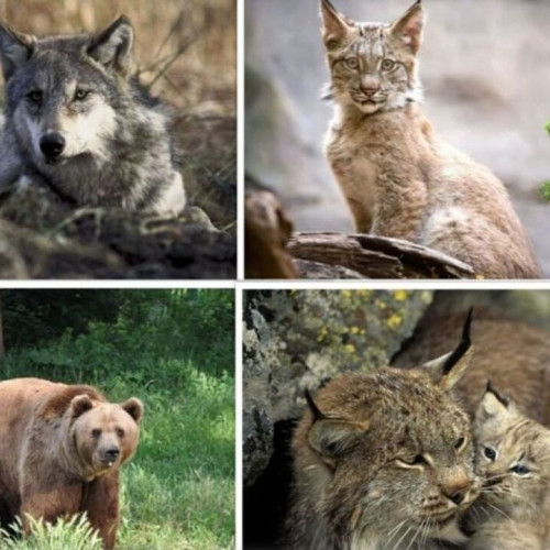 Evaluarea efectivelor de urs, lup și alte specii, programată pentru primăvara anului 2025