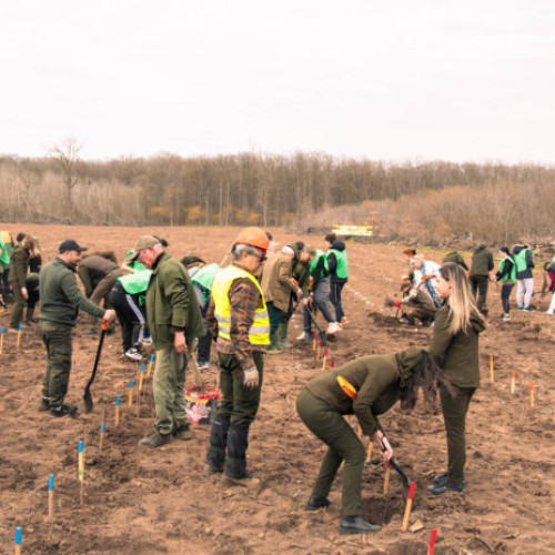 Romsilva lansează Luna Plantării Arborilor cu o acțiune de împădurire