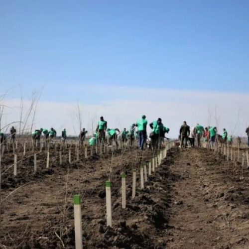 Directia Silvica Brașov va regenera 71 hectare de pădure în primăvara aceasta