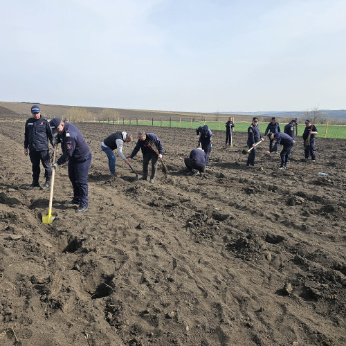 Pompierii din Botoșani, acțiune de împădurire în comuna Cordăreni