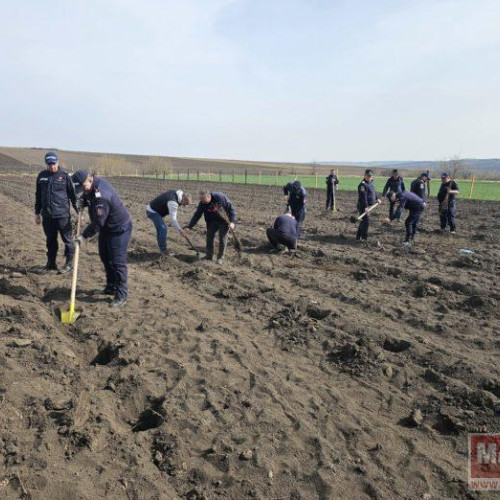 Pompierii din Dorohoi contribuie la acțiuni de împădurire în județul Botoșani
