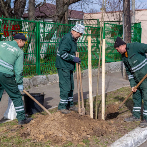 Primăria Galați începe o nouă campanie de plantare de copaci