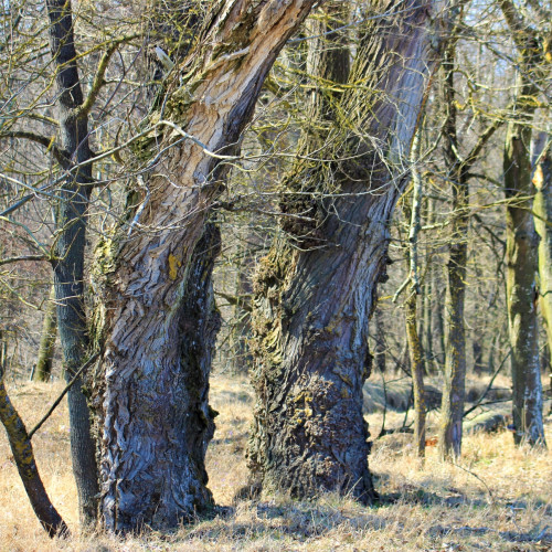 Pădurea Zamostea-Lunca din Botoșani, adăpost pentru specii rare