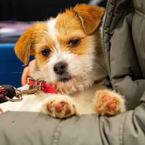 Acțiune de control pentru câinii cu stăpân în Sectorul 1 al Capitalei