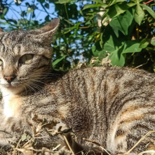 Testele ADN confirmă impactul pisicilor salbaticite asupra animalelor indigene din Australia