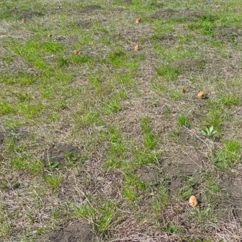 O specie rară de ciuperci descoperită în Botoșani