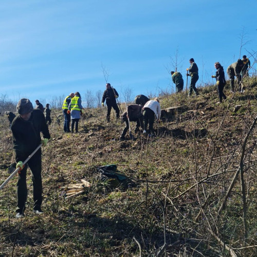 Luna plantării arborilor: acțiuni dedicate reîmpăduririi