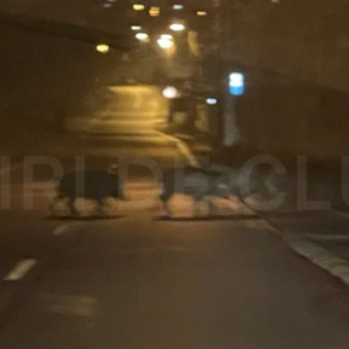 Clujul se confruntă cu o invazie a animalelor sălbatice
