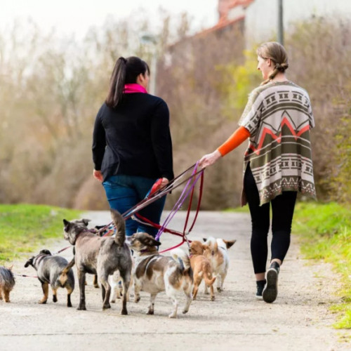 Peste 800 de galateni s-au inregistrat pe platforma ANOFM pentru servicii casnice