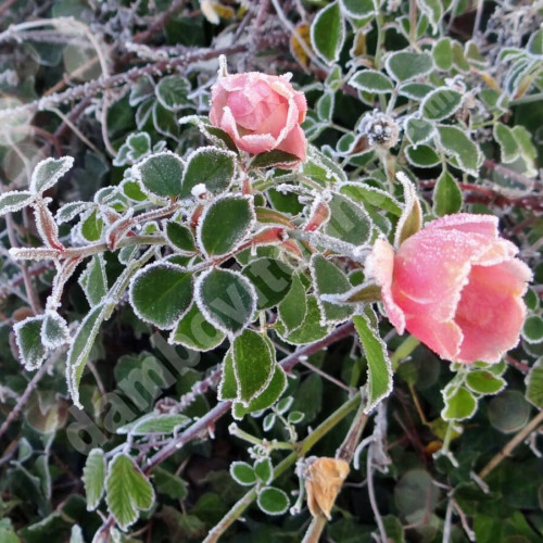 Vremea se va răci semnificativ în următoarele zile