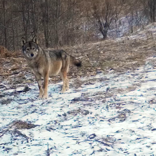 Spectacolul naturii în Parcul Natural Apuseni