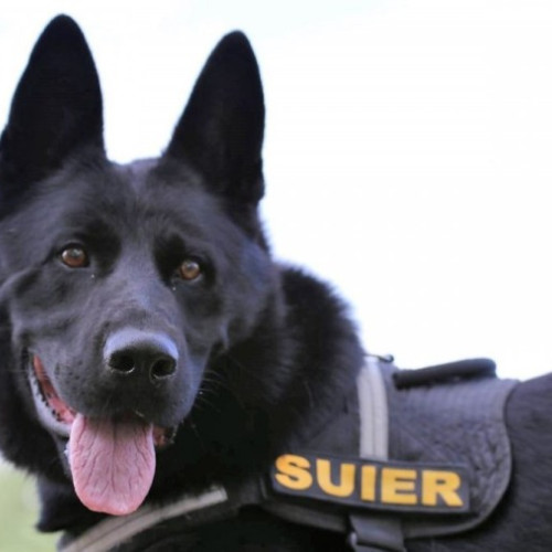 Suier, renumitul câine polițist, își încheie cariera