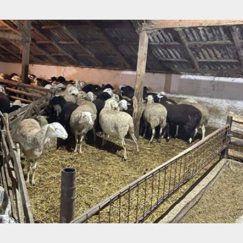 Sprijin financiar pentru crescătorii de ovine și caprine