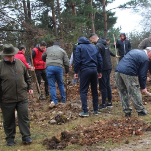 Direcția Silvică Bihor va regenera 601 hectare de pădure în acest an