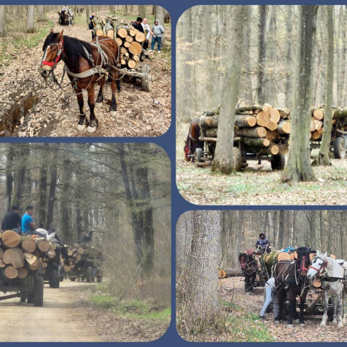 Jandarmii din Dâmbovița depistează persoane implicate în tăieri ilegale de arbori