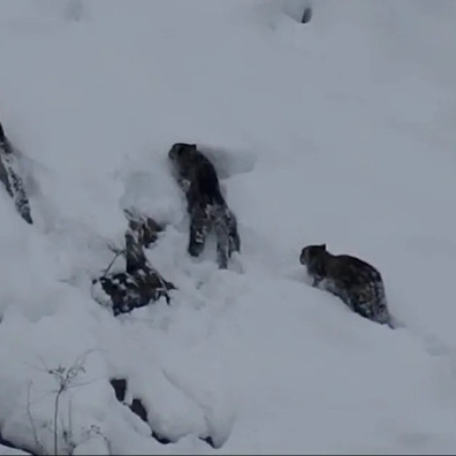 Leoparzi de zăpadă surprinși în Pakistan, provocând entuziasm în rândul naturalistilor