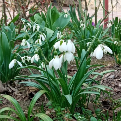 Ghioceii, flori ocrotite prin lege, întâlnite frecvent în piețe