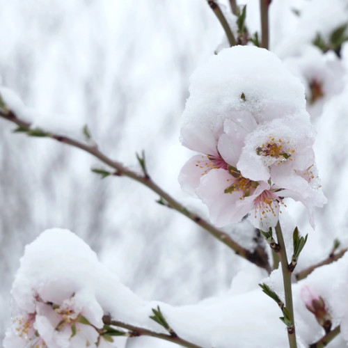 Schimbările vremii pot afecta livezile din județul Sibiu
