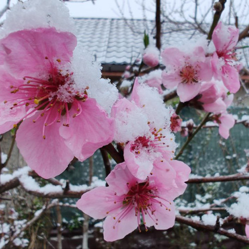 Cod galben de vânt în Dobrogea și sudul Moldovei