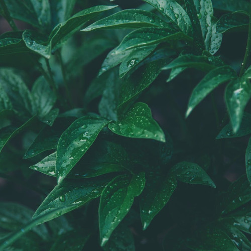 Colectarea apei de ploaie - o soluție ecologică pentru gospodării