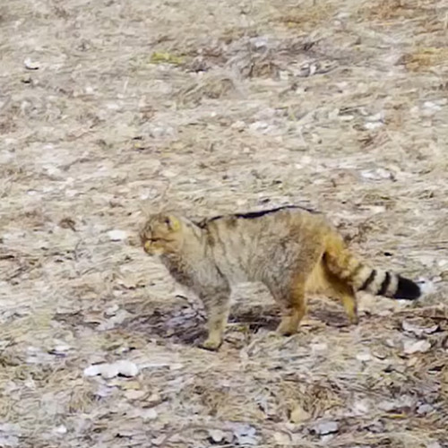 O pisică sălbatică filmată în Parcul Natural Apuseni