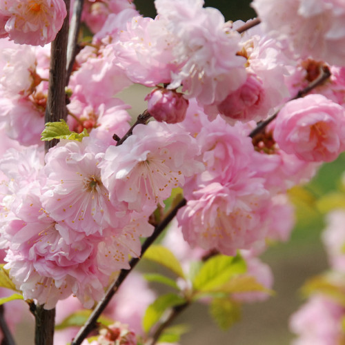 Vreme frumoasă și caldă în următoarele zile