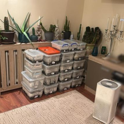 Doi traficanti de droguri retinuti in Cluj