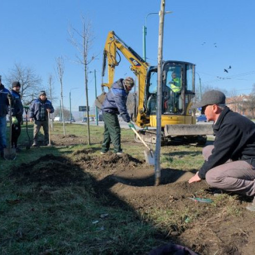 Campania de primăvară pentru plantarea arborilor continuă la Brașov