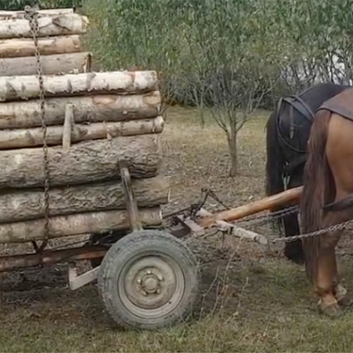 Doi bărbați, prinși cu material lemnos furat în Valu lui Traian