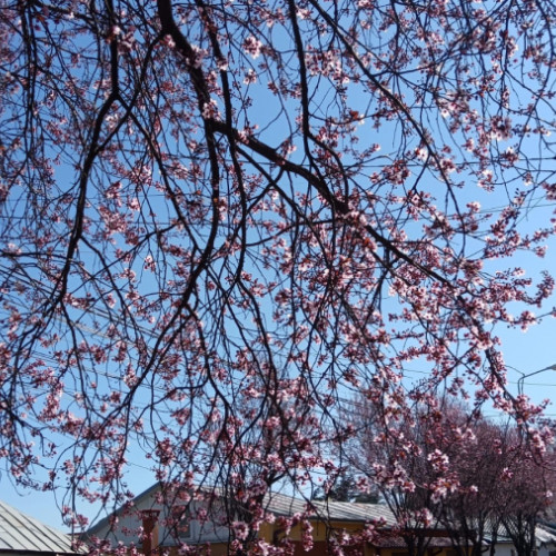 Plimbări de weekend pe Războieni: bucuria florilor de primăvară