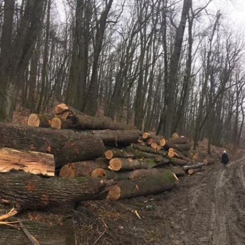 Garda Forestieră Cluj confiscă lemn și aplică amenzi în județul Alba