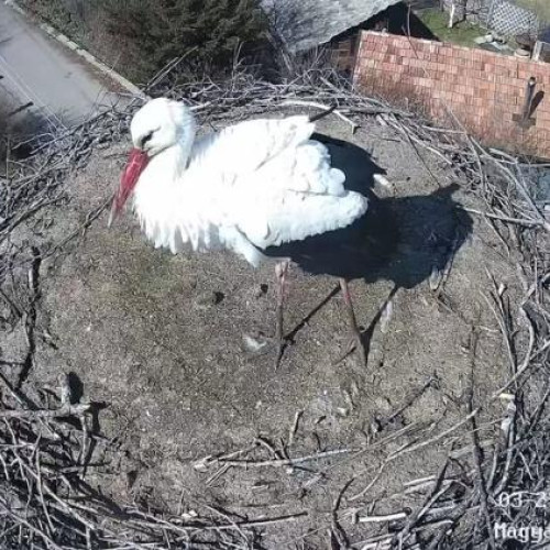 Prima barză din sezon a sosit în Cluj