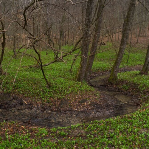 Explorare a pădurii de la poalele muntelui Heniu