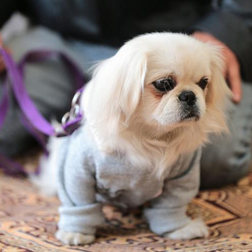 Locatarii de pe strada Constantin Brancusi se plâng din cauza zgomotului provocat de un câine